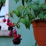 Fuchsia hybrida