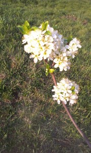 Trnečka Čačadnica